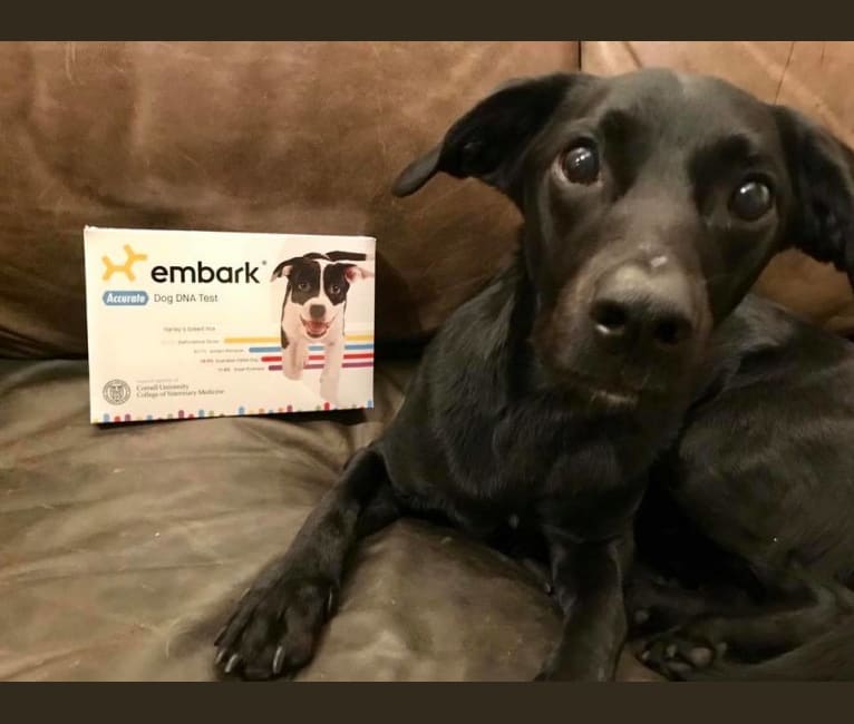 Cosmo, a Labrador Retriever and Dachshund mix tested with EmbarkVet.com