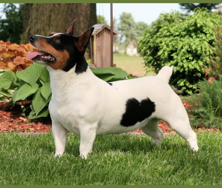Photo of Daisy, a Teddy Roosevelt Terrier  in Newark, Illinois, USA