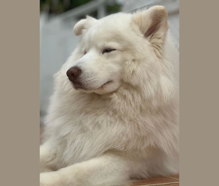 Blue Moon Huskies “ Zeus “, a Siberian Husky tested with EmbarkVet.com