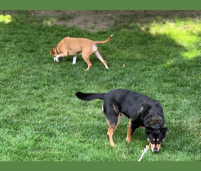 Photo of Cythera, an Australian Cattle Dog, American Pit Bull Terrier, Catahoula Leopard Dog, and Border Collie mix in Warwick, Rhode Island, USA
