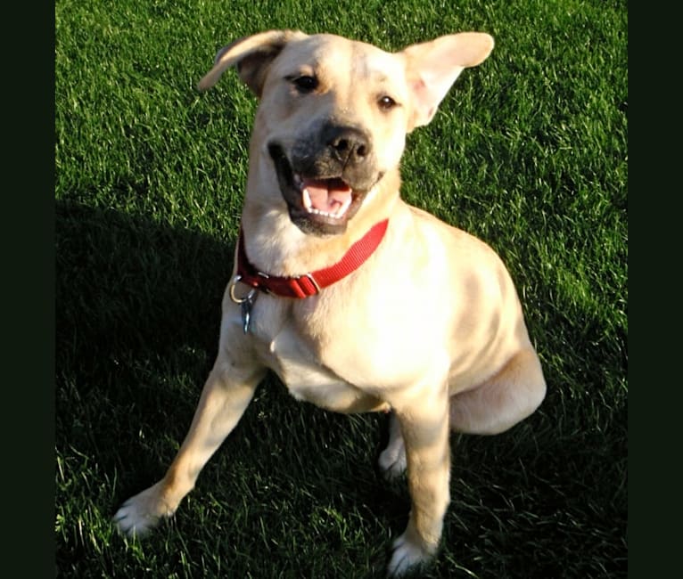 Pokey, an American Pit Bull Terrier and Akita mix tested with EmbarkVet.com