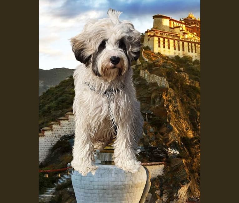 Gizmo, a Tibetan Terrier tested with EmbarkVet.com