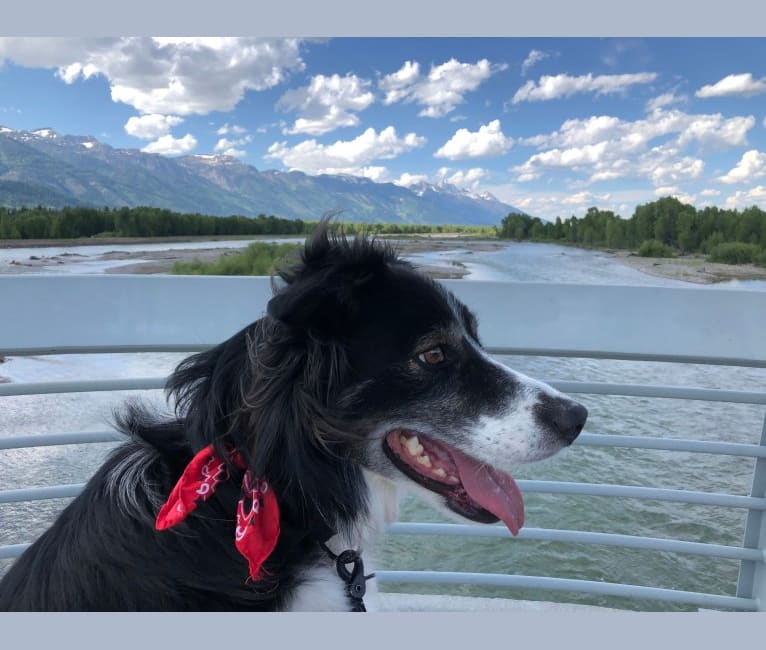 Buddy, a Border Collie tested with EmbarkVet.com