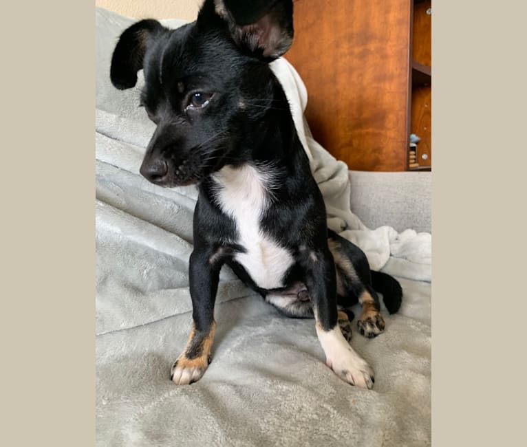 Digby, a Chihuahua and Russell-type Terrier mix tested with EmbarkVet.com