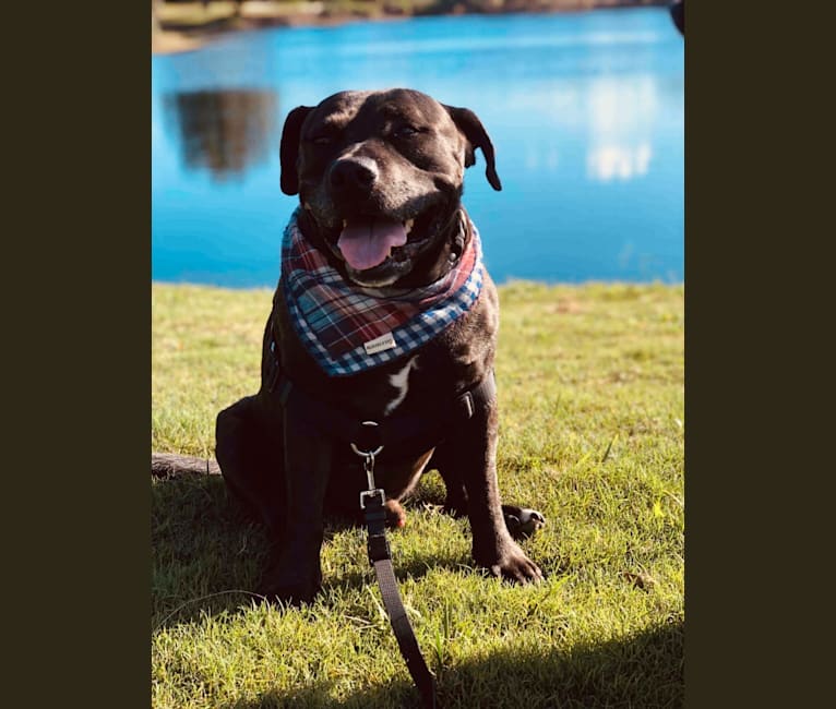 Snoop, an American Bully and Golden Retriever mix tested with EmbarkVet.com