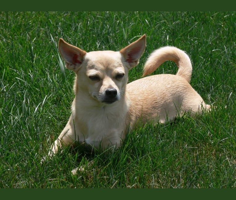 Nigel, a Shih Tzu and Miniature Pinscher mix tested with EmbarkVet.com