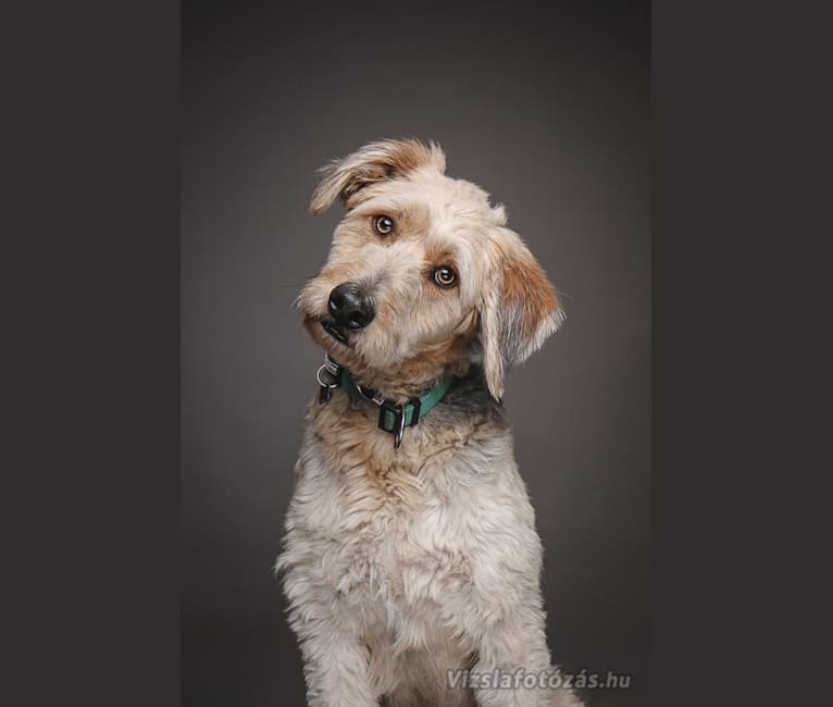 Photo of Pufi, a German Shepherd Dog, Puli, Russell-type Terrier, Dachshund, and Mixed mix