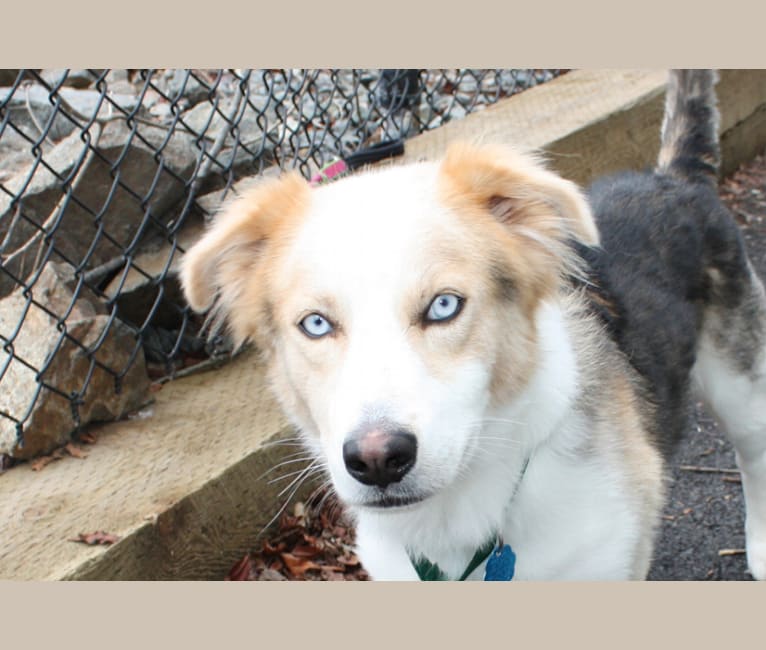 Benny, a Siberian Husky and Russell-type Terrier mix tested with EmbarkVet.com