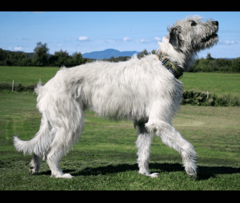 Photo of Augie, an Irish Wolfhound  in France