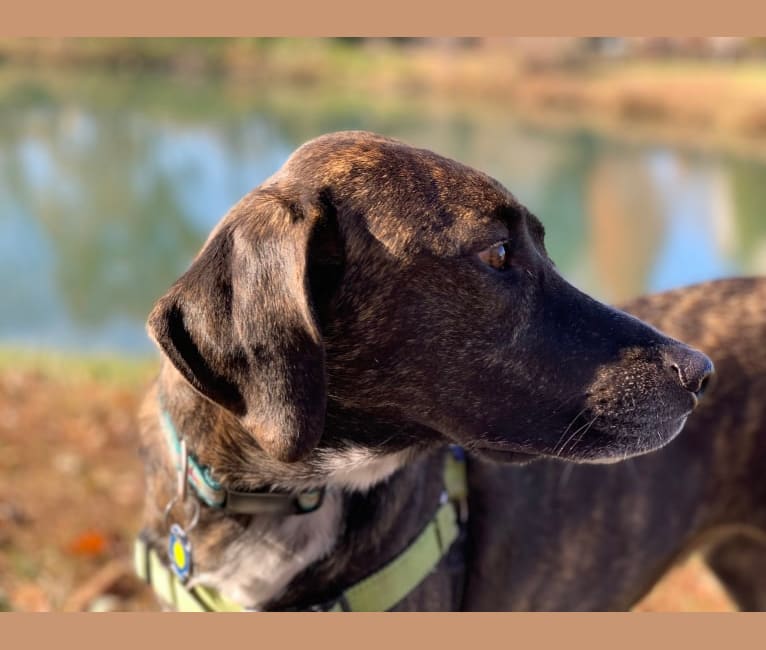 Scully, a Great Pyrenees and Treeing Walker Coonhound mix tested with EmbarkVet.com