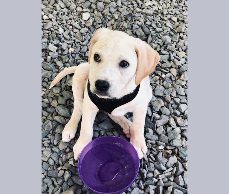 Buddy, an American Pit Bull Terrier and Labrador Retriever mix tested with EmbarkVet.com