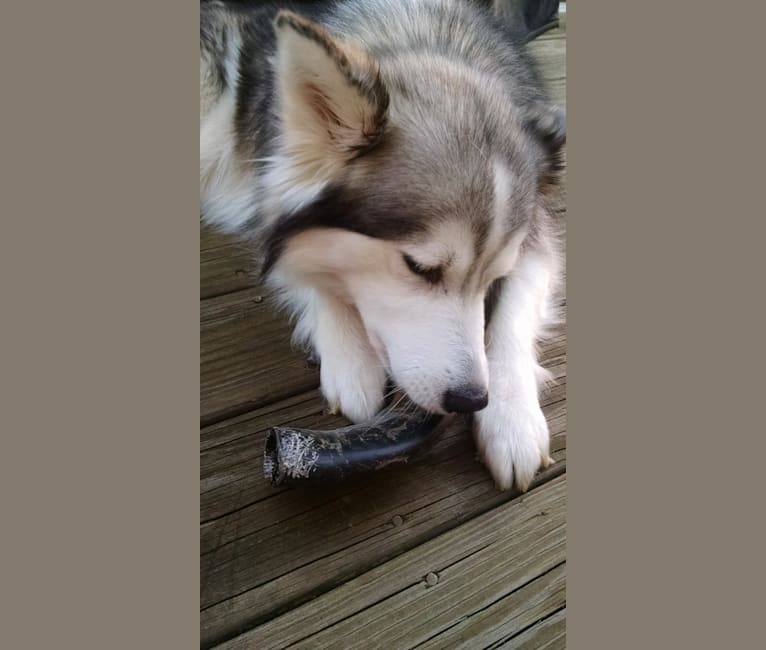 Tessa, an American Eskimo Dog and Siberian Husky mix tested with EmbarkVet.com