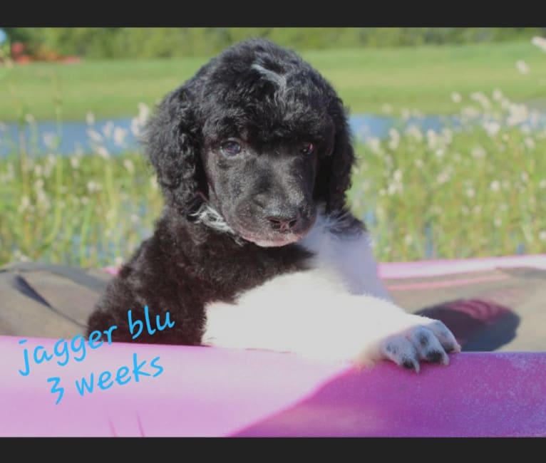 Jagger Blu, a Poodle (Standard) tested with EmbarkVet.com