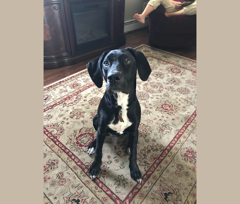Photo of Luna, an American Pit Bull Terrier, Labrador Retriever, American English Coonhound, Bluetick Coonhound, Siberian Husky, and Mixed mix in Alabama, USA