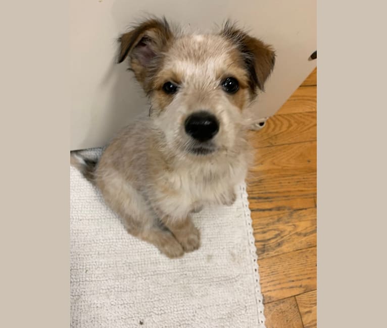 Heeler hotsell schnauzer mix