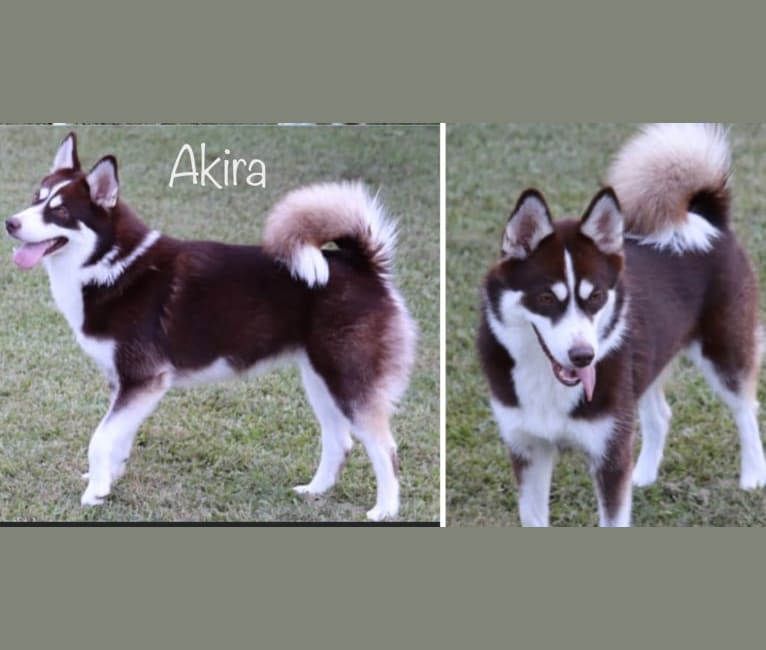 Akira-F2, a Siberian Husky and Pomeranian mix tested with EmbarkVet.com