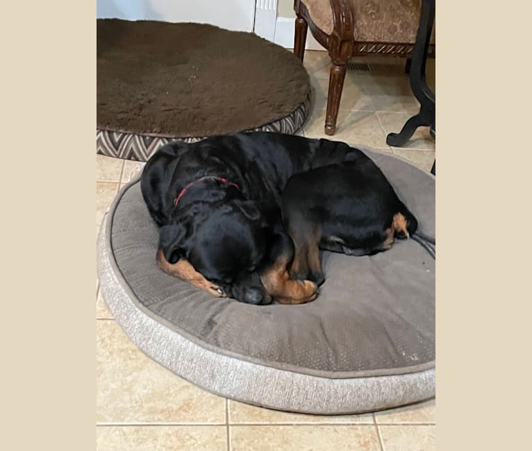 Moose, a Rottweiler tested with EmbarkVet.com