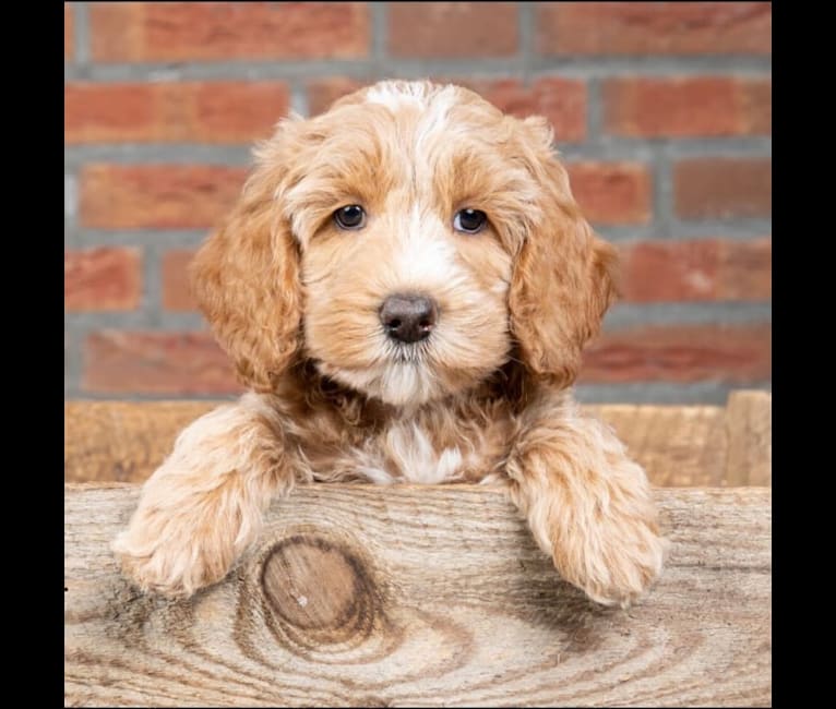 Qwinty, a Poodle (Small) and Poodle (Standard) mix tested with EmbarkVet.com