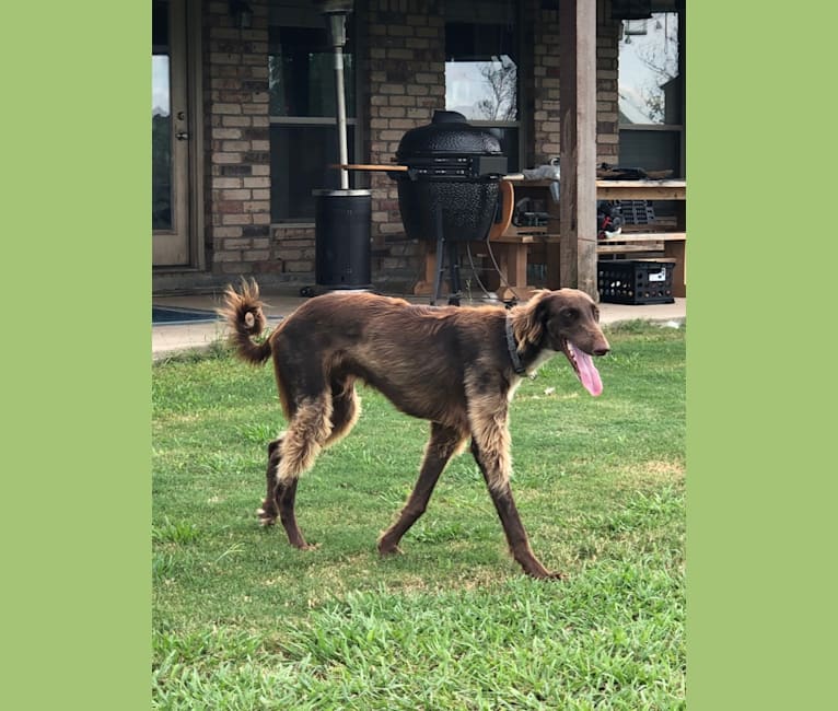 Rigel, a Saluki and Poodle (Standard) mix tested with EmbarkVet.com