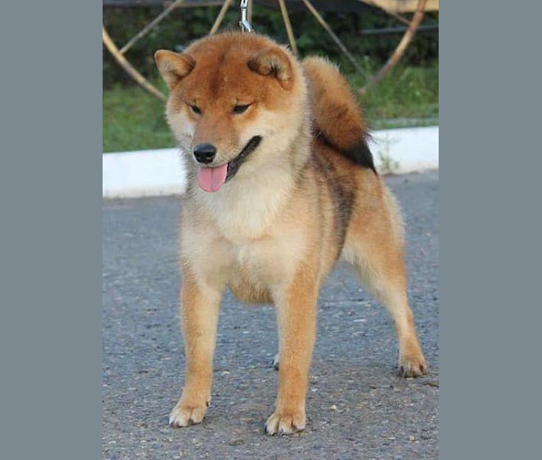 embark dog dna test breed