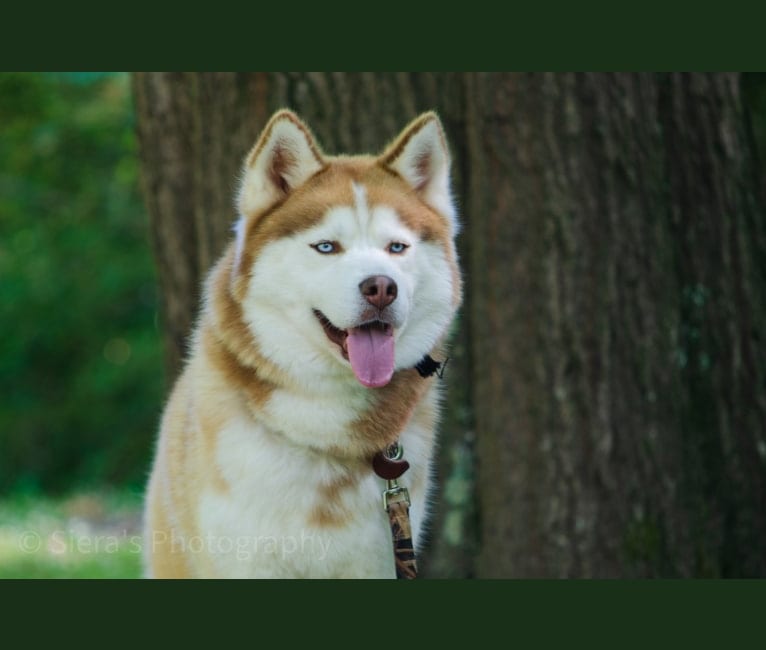 Photo of Buck, a Siberian Husky  in Blue Ridge Mountains, United States