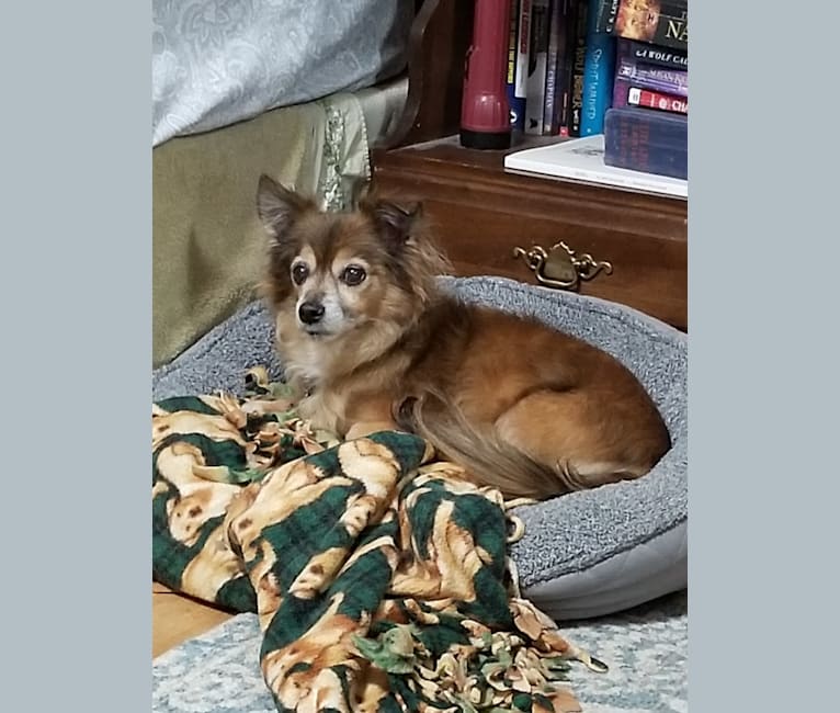 Photo of Max, a Chihuahua  in Ohio, USA