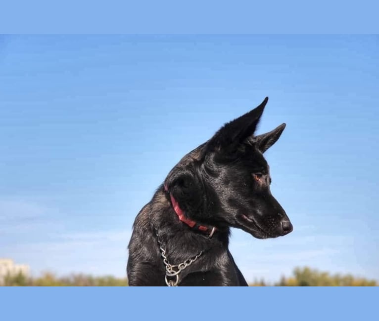 BossDog Got Your Six, a German Shepherd Dog tested with EmbarkVet.com