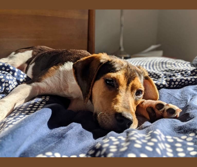 Ziggy, a Treeing Walker Coonhound and Mountain Cur mix tested with EmbarkVet.com