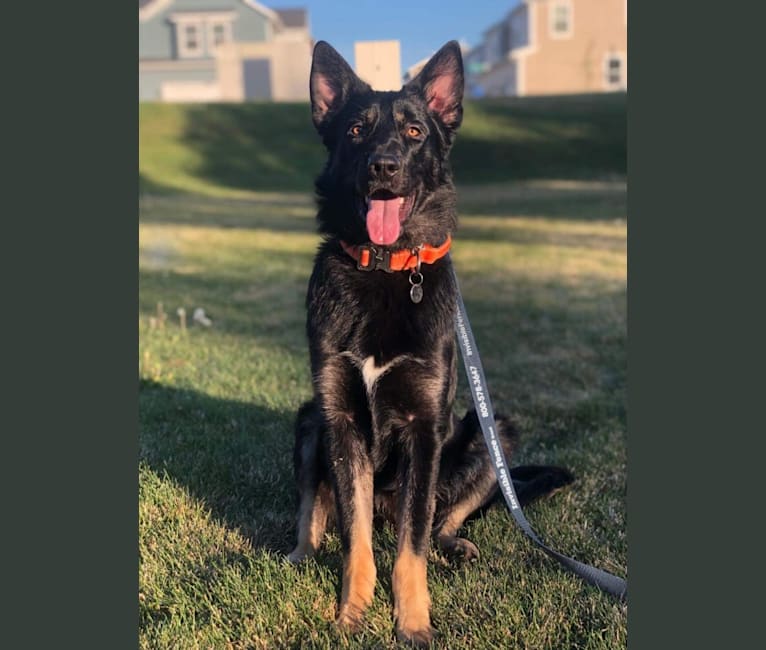 Ludo, a German Shepherd Dog and Great Pyrenees mix tested with EmbarkVet.com