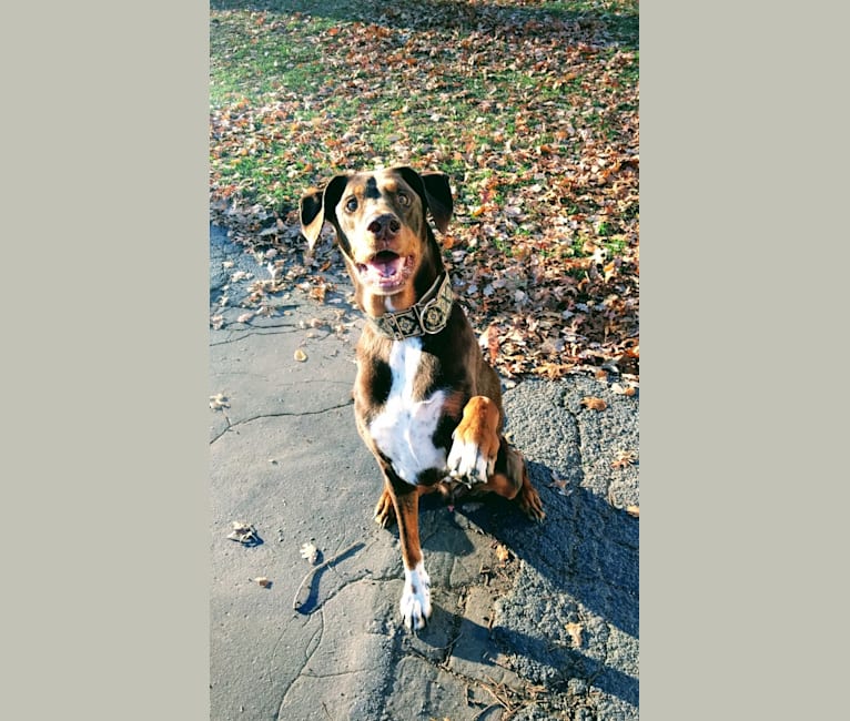 Doberman aussie new arrivals mix