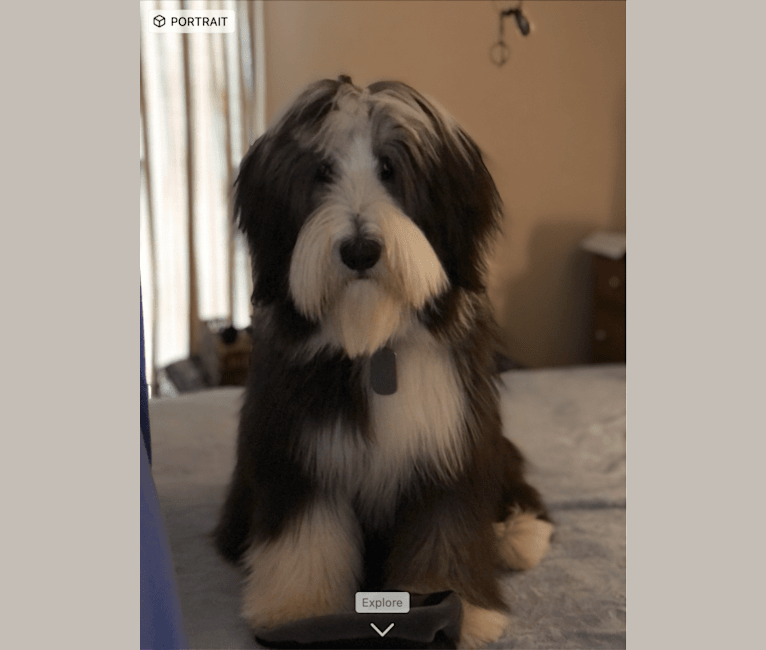Rosie, a Bearded Collie tested with EmbarkVet.com