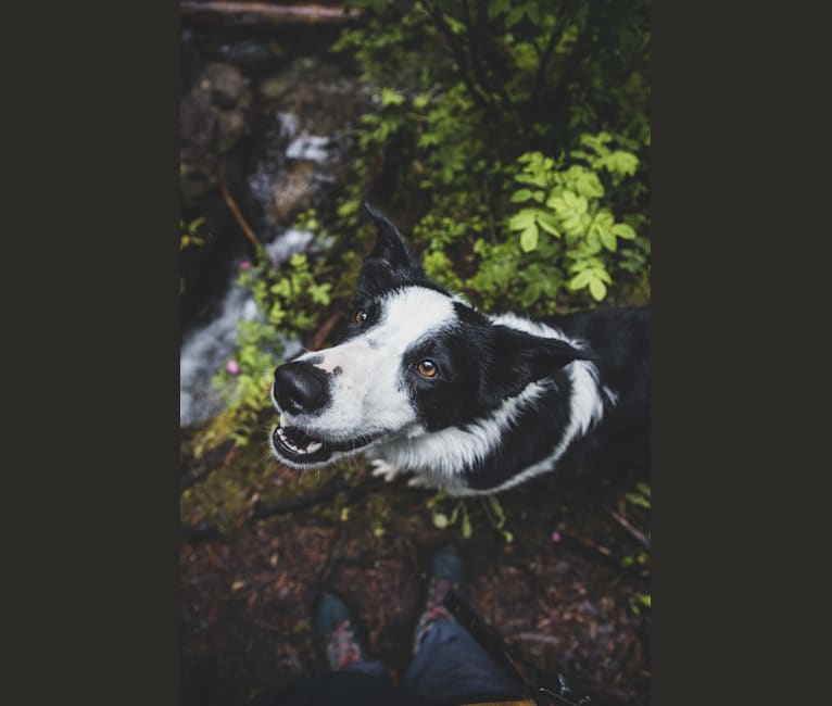Photo of Jay, a Border Collie  in Edmonton, AB, Canada