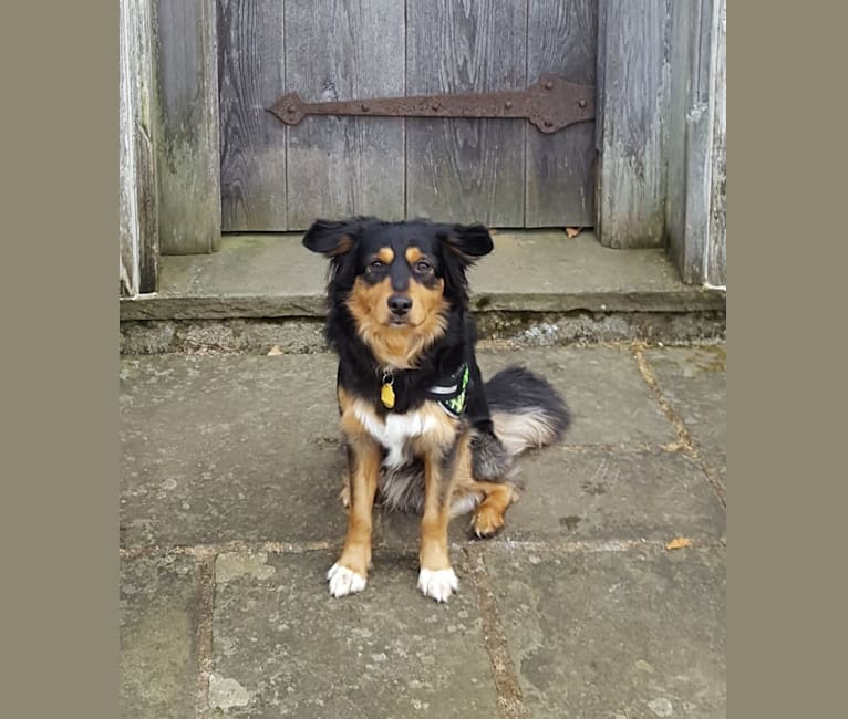 Yaz, a Miniature/MAS-type Australian Shepherd and German Shepherd Dog mix tested with EmbarkVet.com