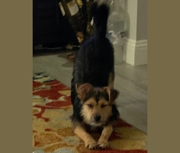 Zak, a Yorkshire Terrier and Pomeranian mix tested with EmbarkVet.com