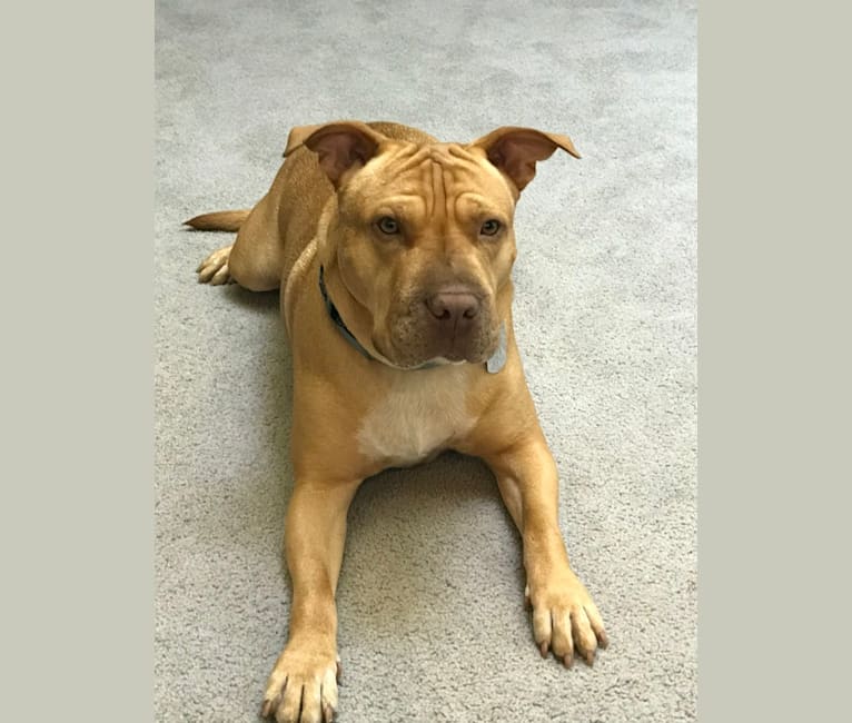 Photo of Oscar, an American Pit Bull Terrier and Mixed mix