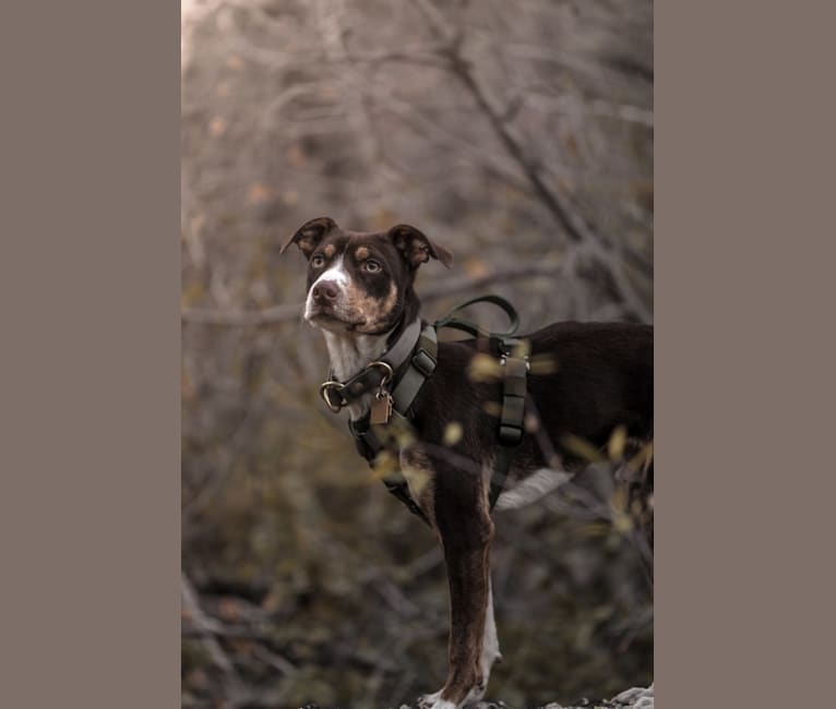 Photo of Kweli, an American Pit Bull Terrier, Chihuahua, Labrador Retriever, and Mixed mix in San Jose, California, USA