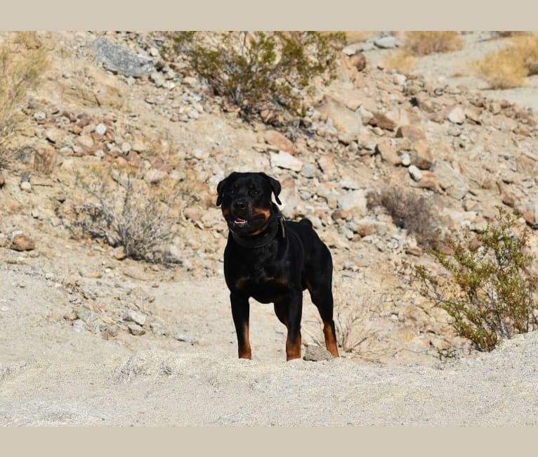 Wüstenhaus Samson, a Rottweiler tested with EmbarkVet.com