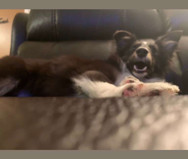 Whiskey Cash Adams, a Shetland Sheepdog tested with EmbarkVet.com