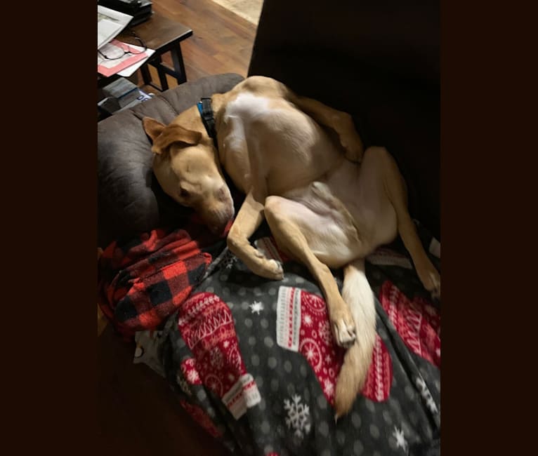 Buddy, a Labrador Retriever and Australian Kelpie mix tested with EmbarkVet.com