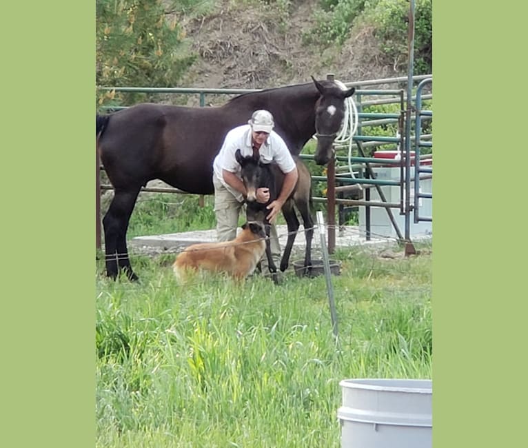 Photo of Laila, a Belgian Shepherd  in Arrowsic, ME, USA