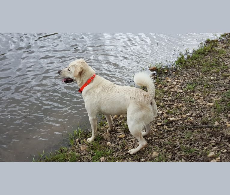 YOGI, a Labrador Retriever and American Pit Bull Terrier mix tested with EmbarkVet.com