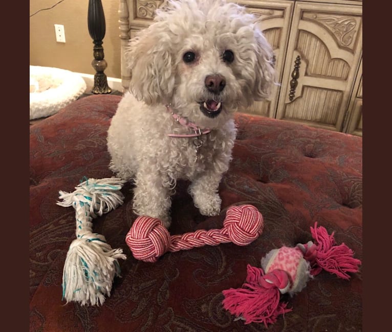 Photo of The Junkyard Dog, a Poodle (Small) and Mixed mix in Las Vegas, Nevada, USA