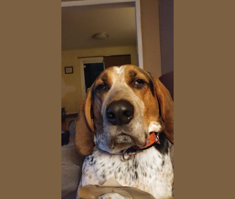 Freddy, an American Foxhound and American English Coonhound mix tested with EmbarkVet.com