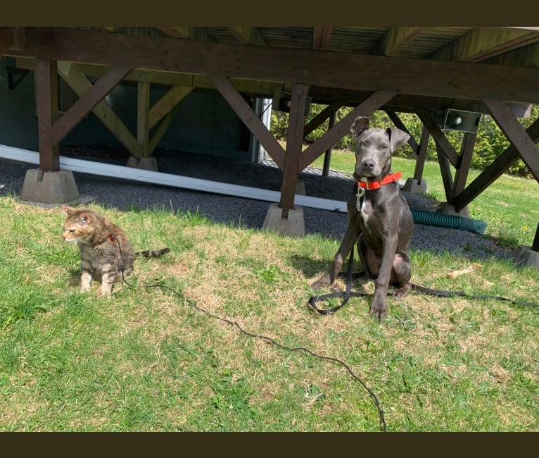 Ashzure, an American Pit Bull Terrier and Doberman Pinscher mix tested with EmbarkVet.com