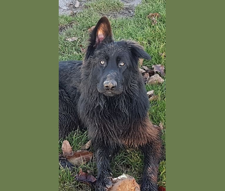 Jaromir, a German Shepherd Dog tested with EmbarkVet.com