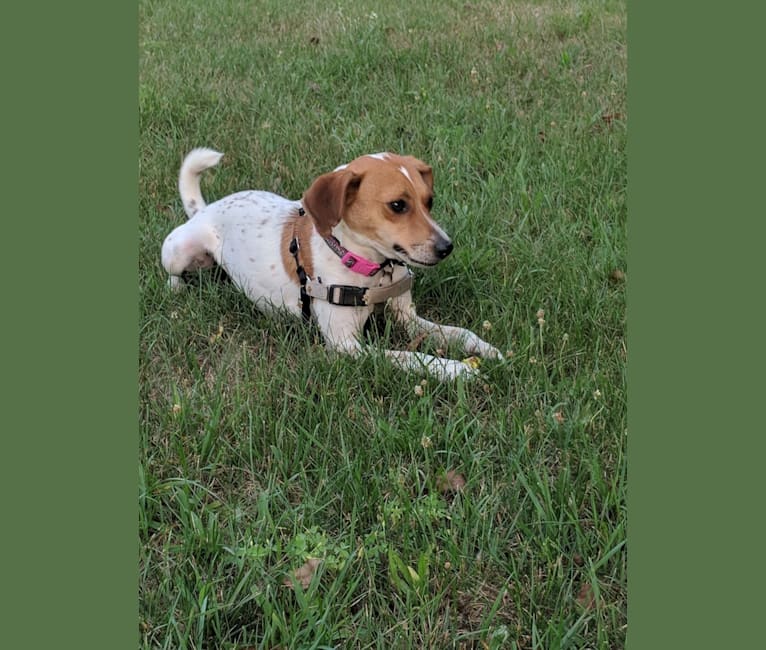 Yooper, a Beagle and Black and Tan Coonhound mix tested with EmbarkVet.com