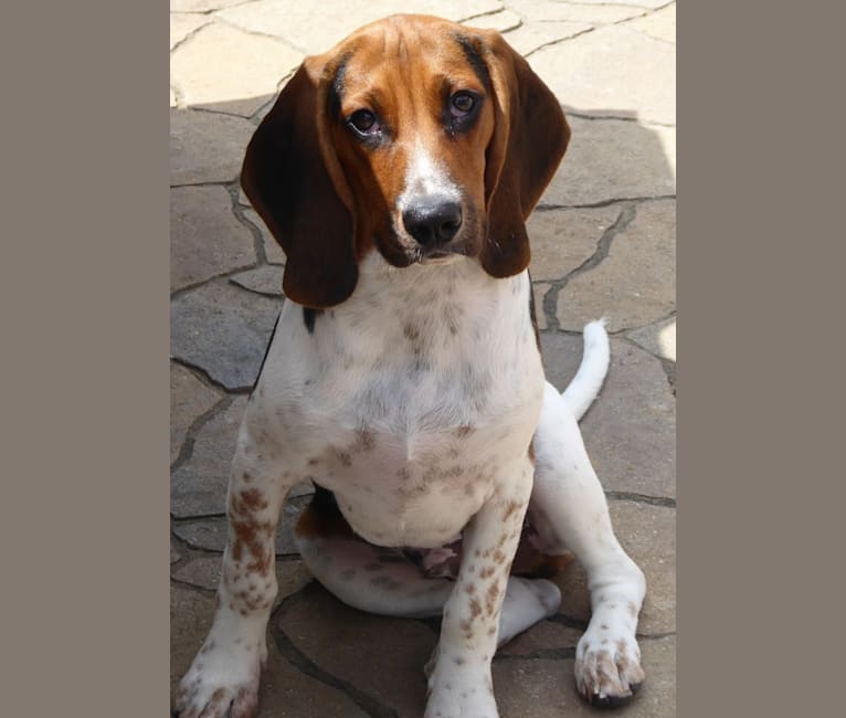 Photo of Barney, a Beagle, Basset Hound, and Mixed mix in Mexico