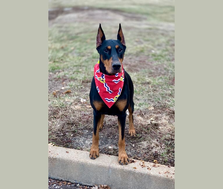 Ryka, a Doberman Pinscher tested with EmbarkVet.com