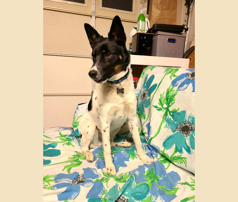 Photo of Dillinger, an Australian Cattle Dog, Russell-type Terrier, Siberian Husky, and Mixed mix in Oakland, California, USA