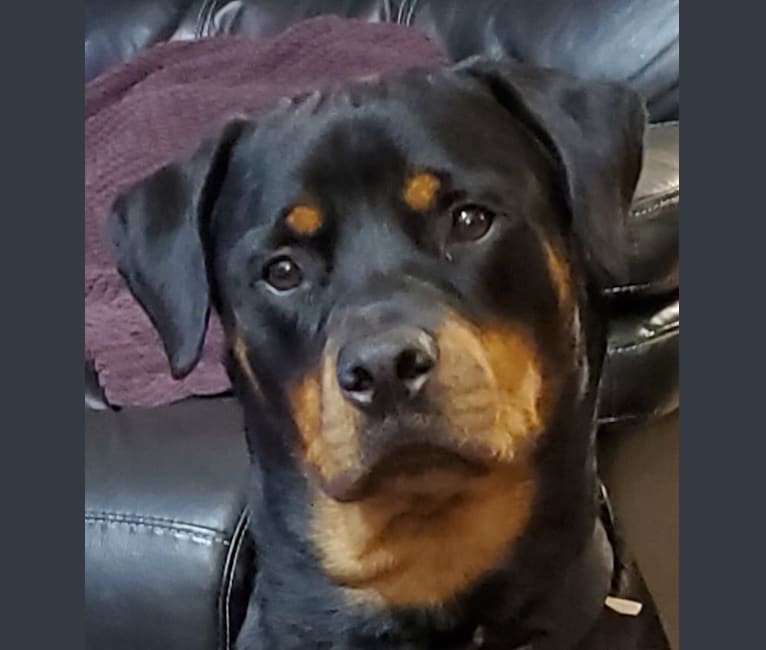 Photo of Remus, a Rottweiler  in Indiana, USA
